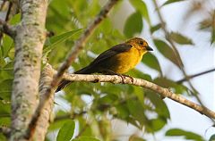 Yellow-headed Brushfinch